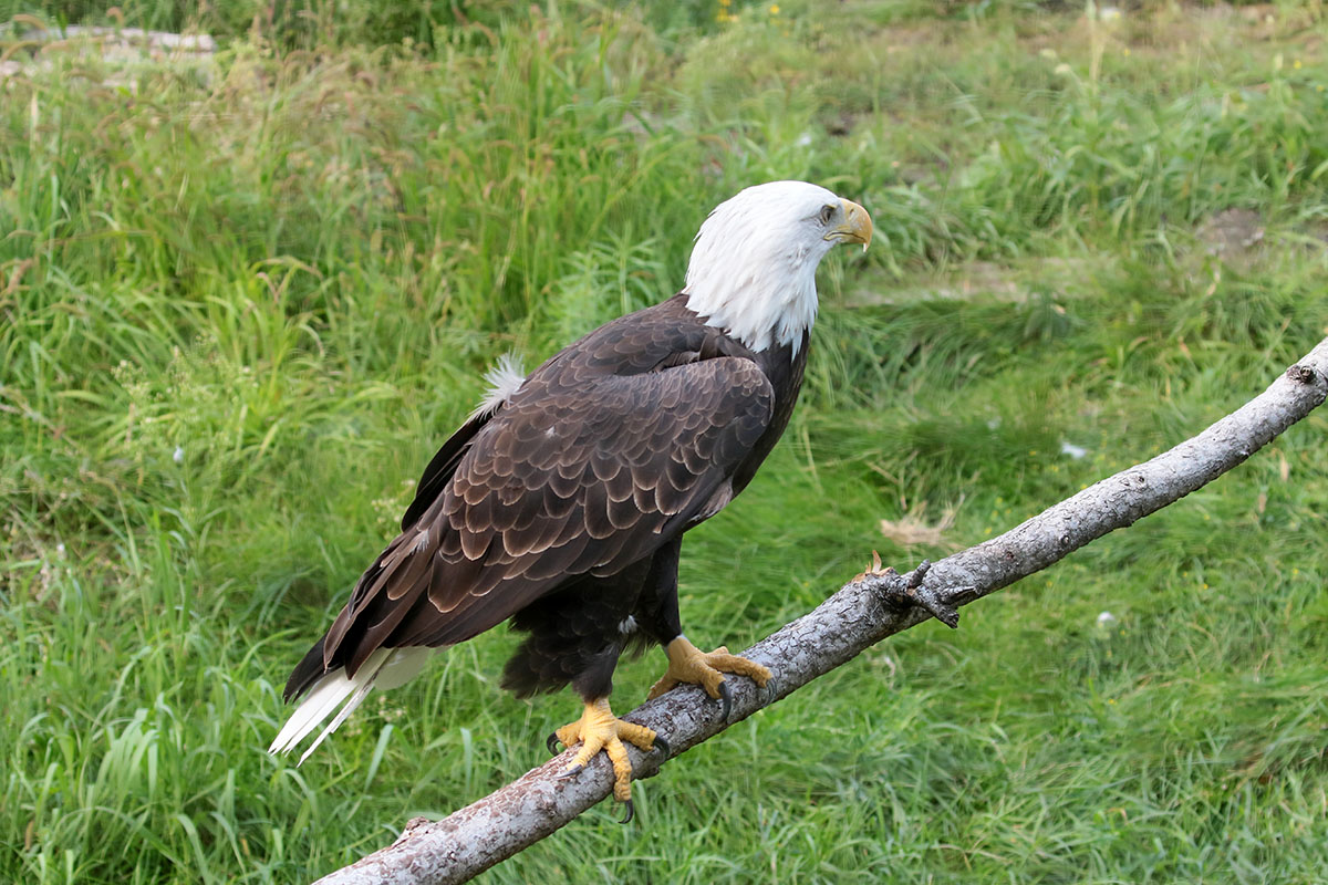 Bold Eagle - Amerikaaanse zeearend